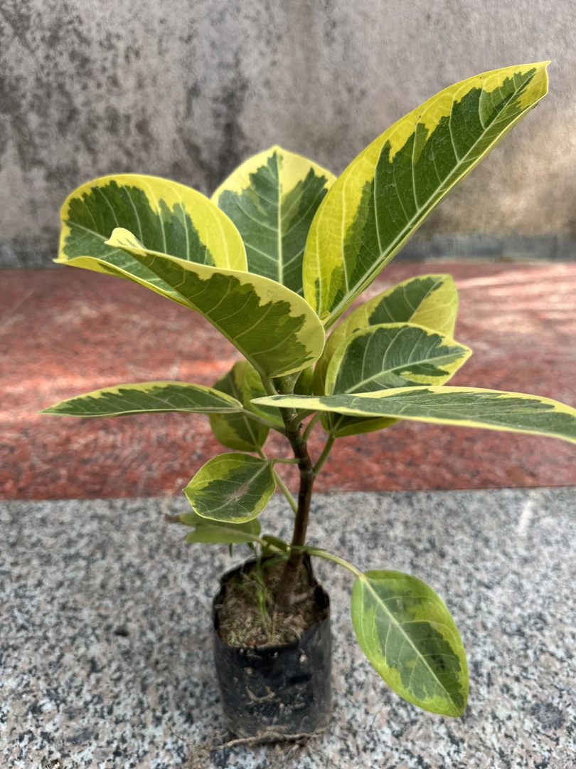 花叶黄金富贵榕盆栽室内外客厅造型四季常青净化空气好养观叶绿植