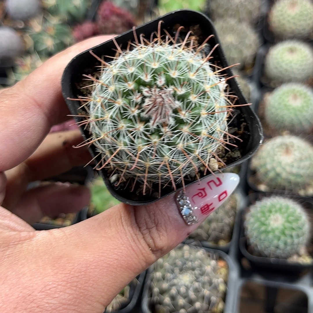 菲秀屿单头发货单头发
