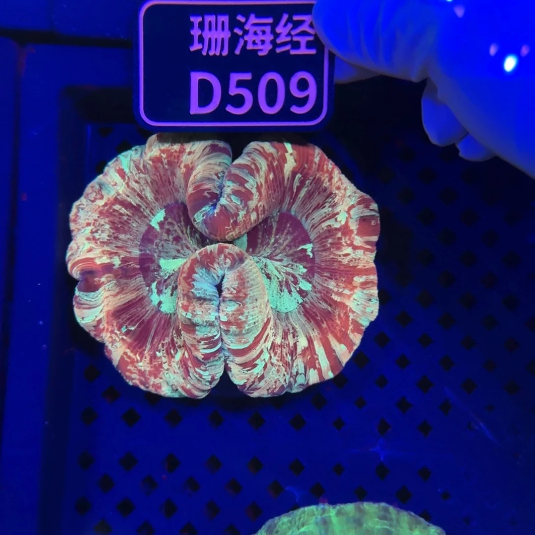 木***茶纽扣珊瑚又又不包邮巴黎脑D509