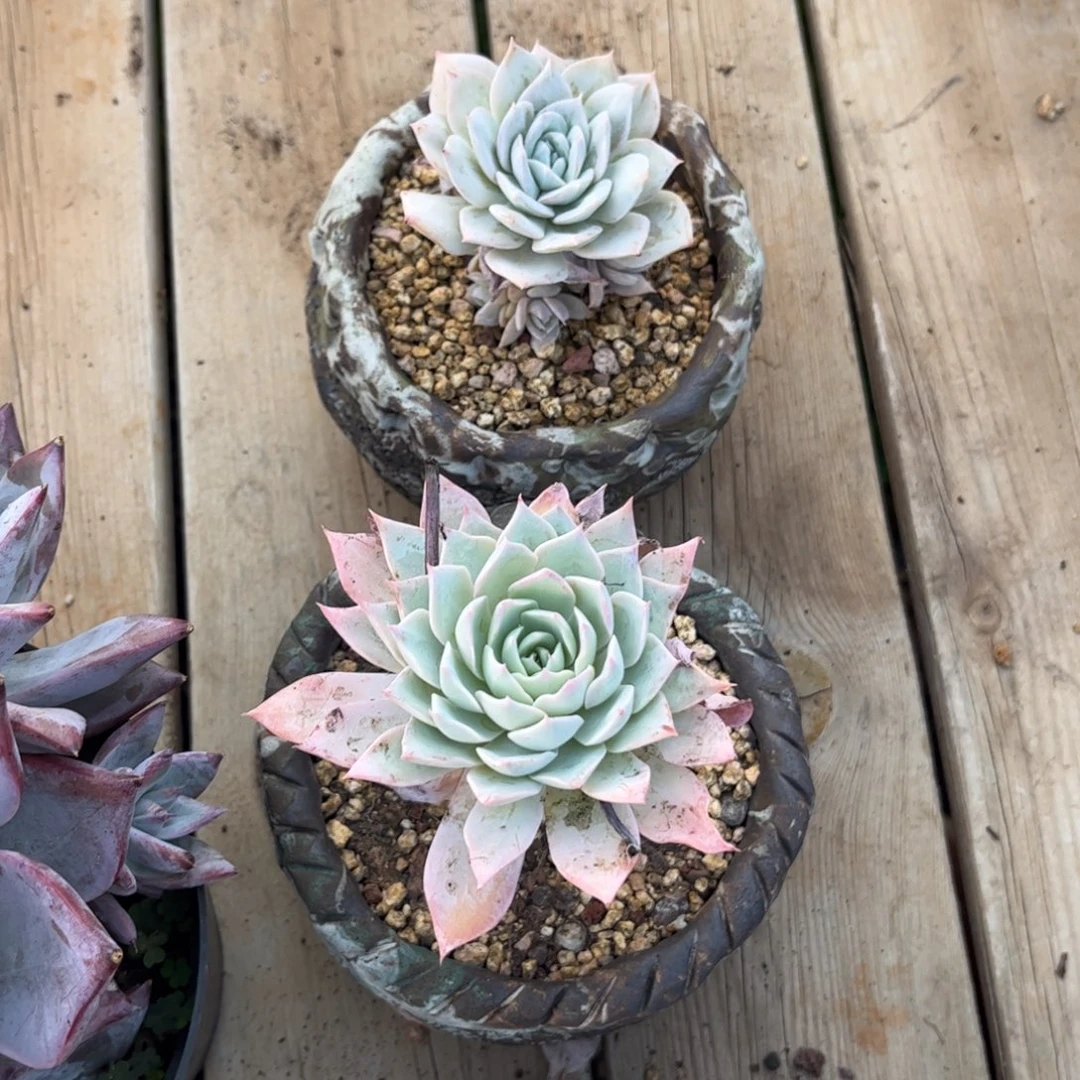 好姑娘多肉园艺，2颗