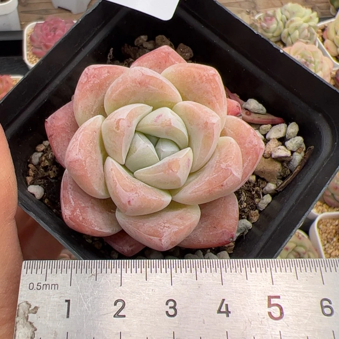 283 多肉植物组合