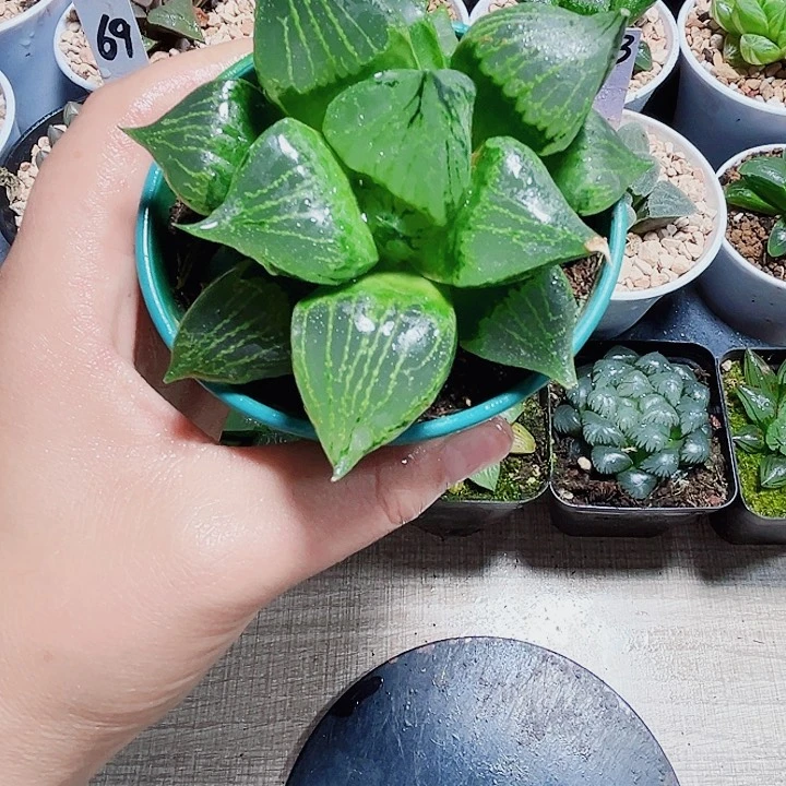 裹般若多肉植物666