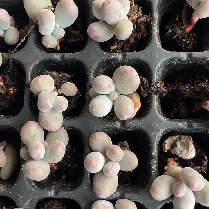 米可奶发2颗满18包邮