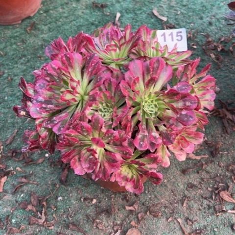 115仙铜锦多肉植物