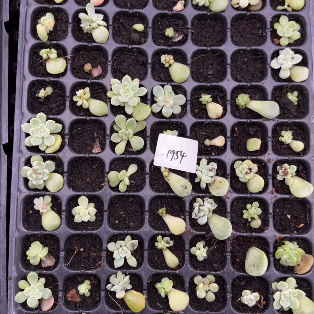 1954号甜混半盘满20包邮