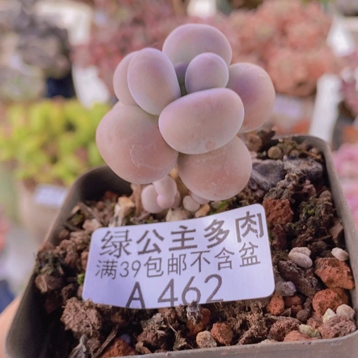 芭比奶洛5cm462多肉植物