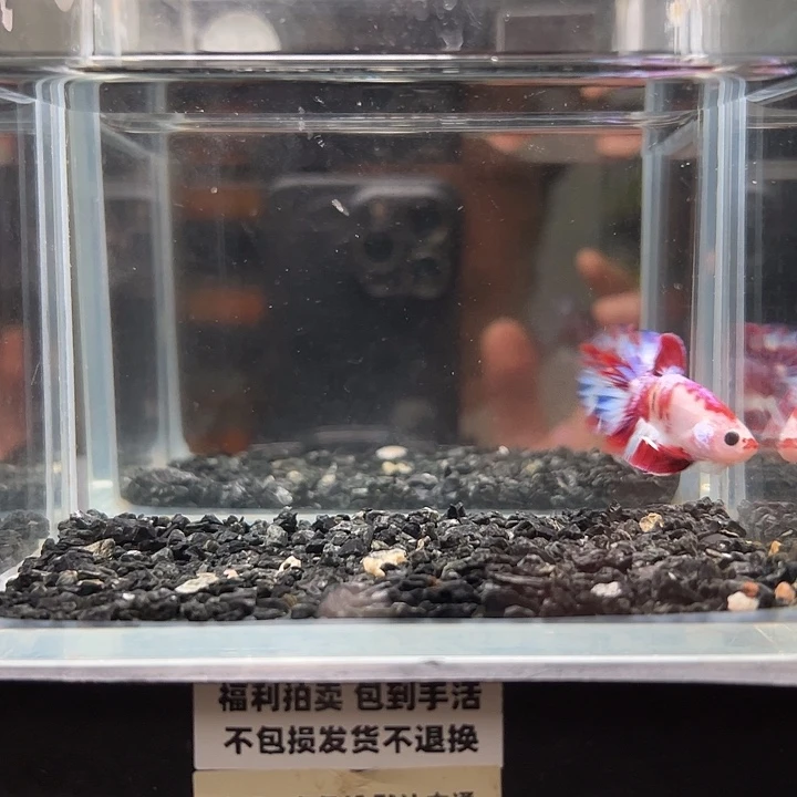斗鱼一单包邮12日33
