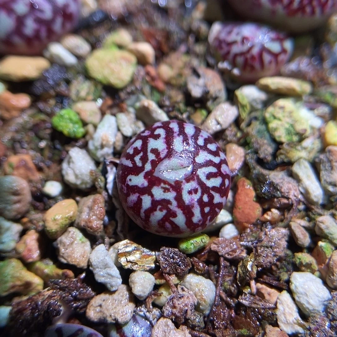 714墨小锥一颗单头包邮