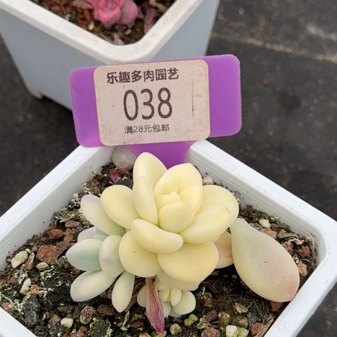 寒***天多肉植物服软裁皮