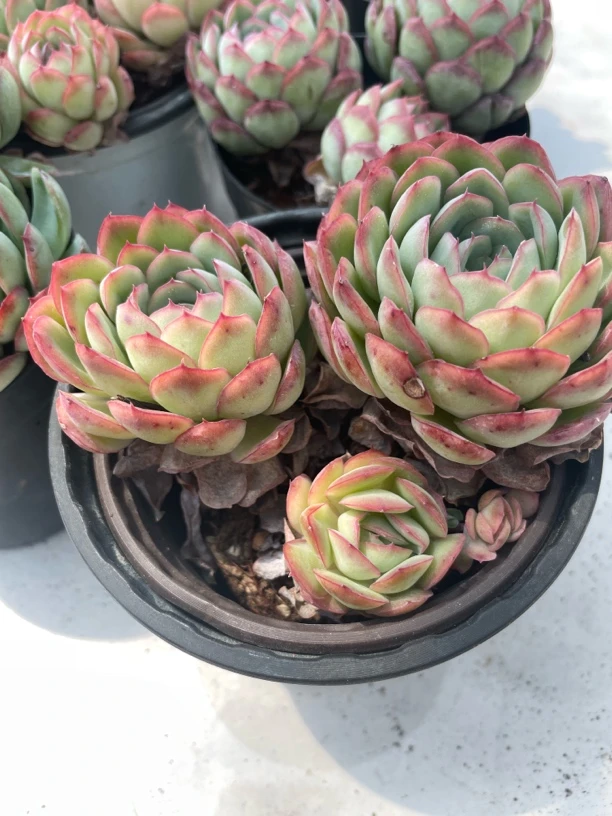 草莓冰  满15包邮多肉植物 新手好养好活 阳台庭院必备