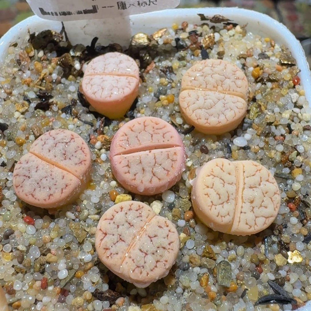 Ssss精品生石花48
