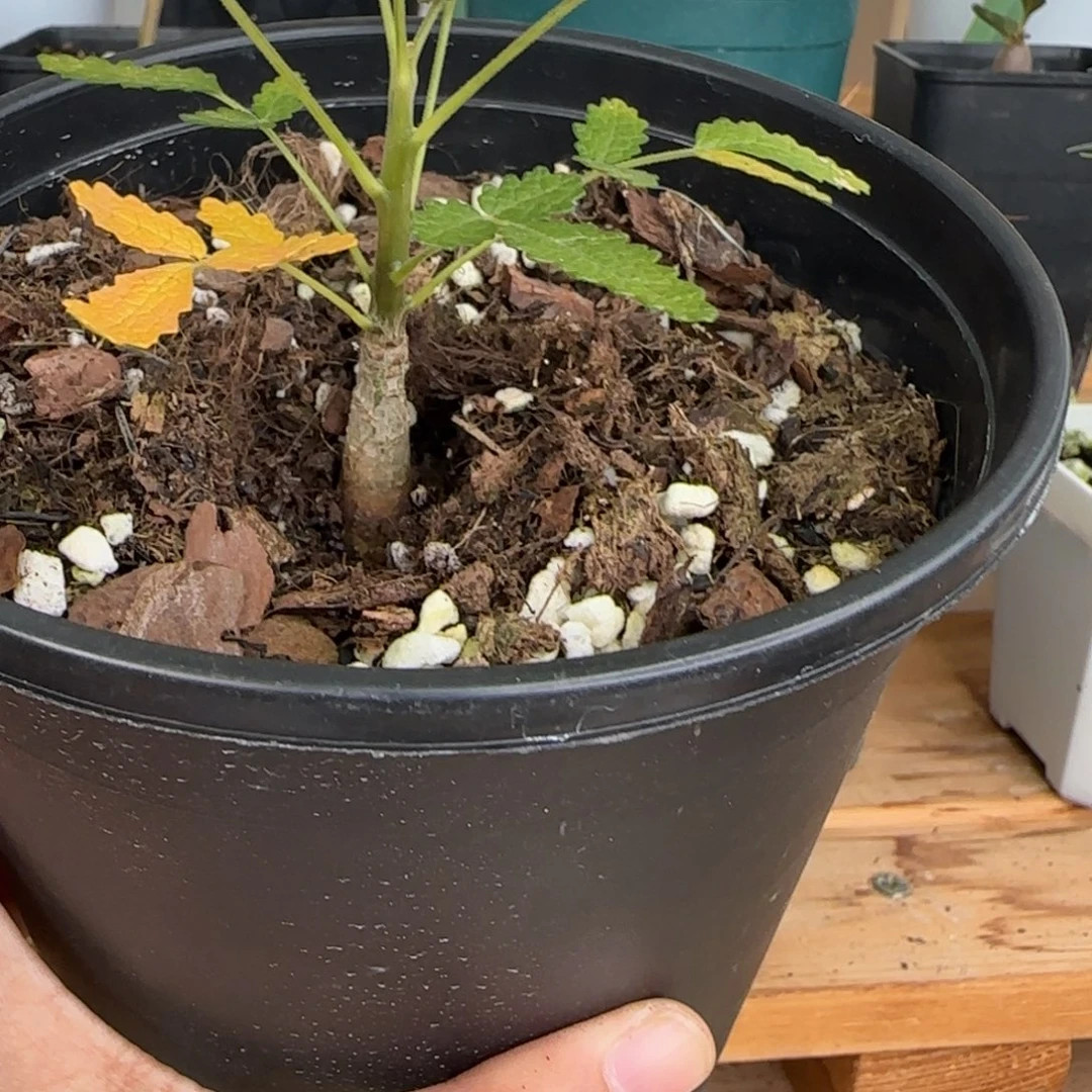 桑哈乳香 一物一拍 带盆包邮 籽播