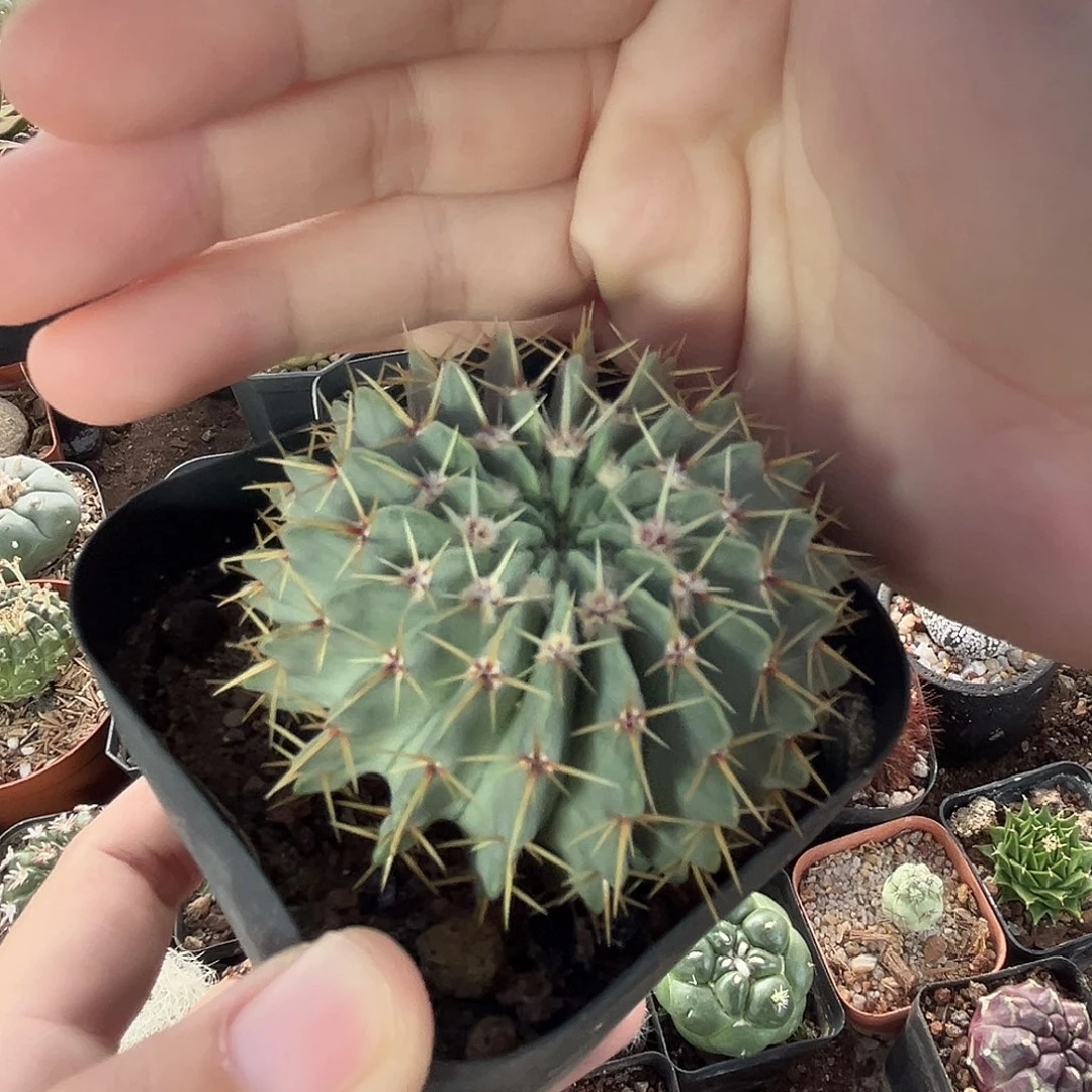 仙人球一物一拍实生17