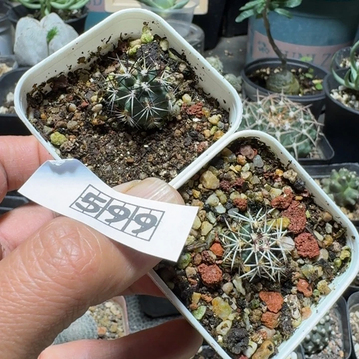 茵***599强刺达氏青花虾脱土发货2个一份