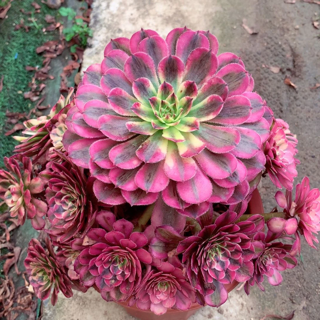 白月光，多肉植物的