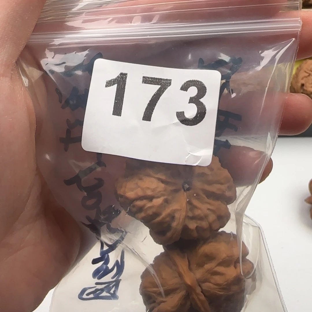 野***菊文玩核桃天花板1元