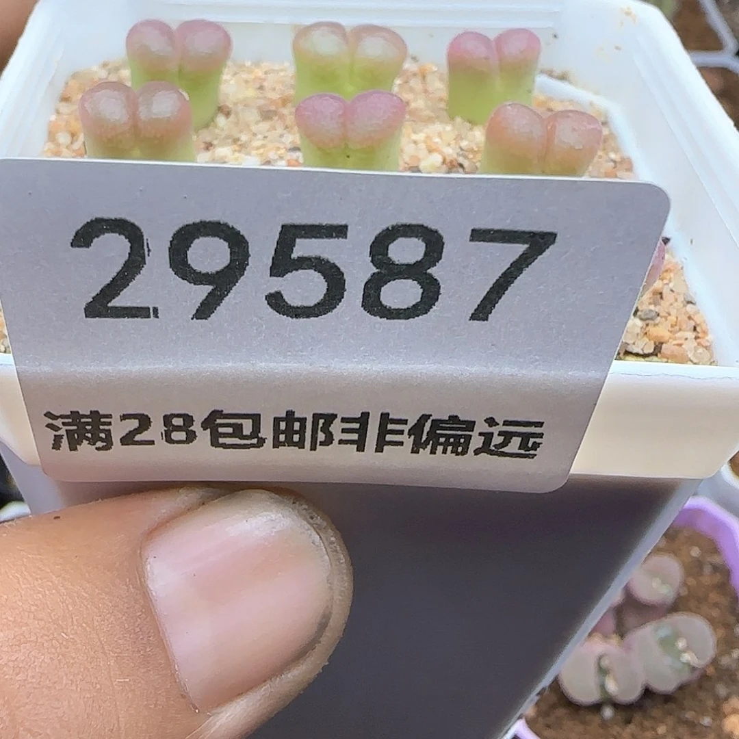 璇*脱土28包邮29587