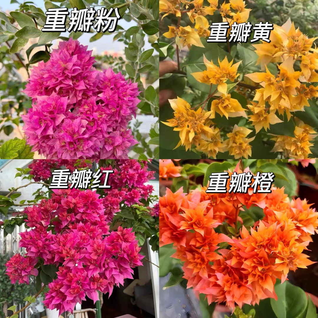 【重瓣系列】三角梅种苗黄橙红粉阳台庭院四季好养绿植不带花