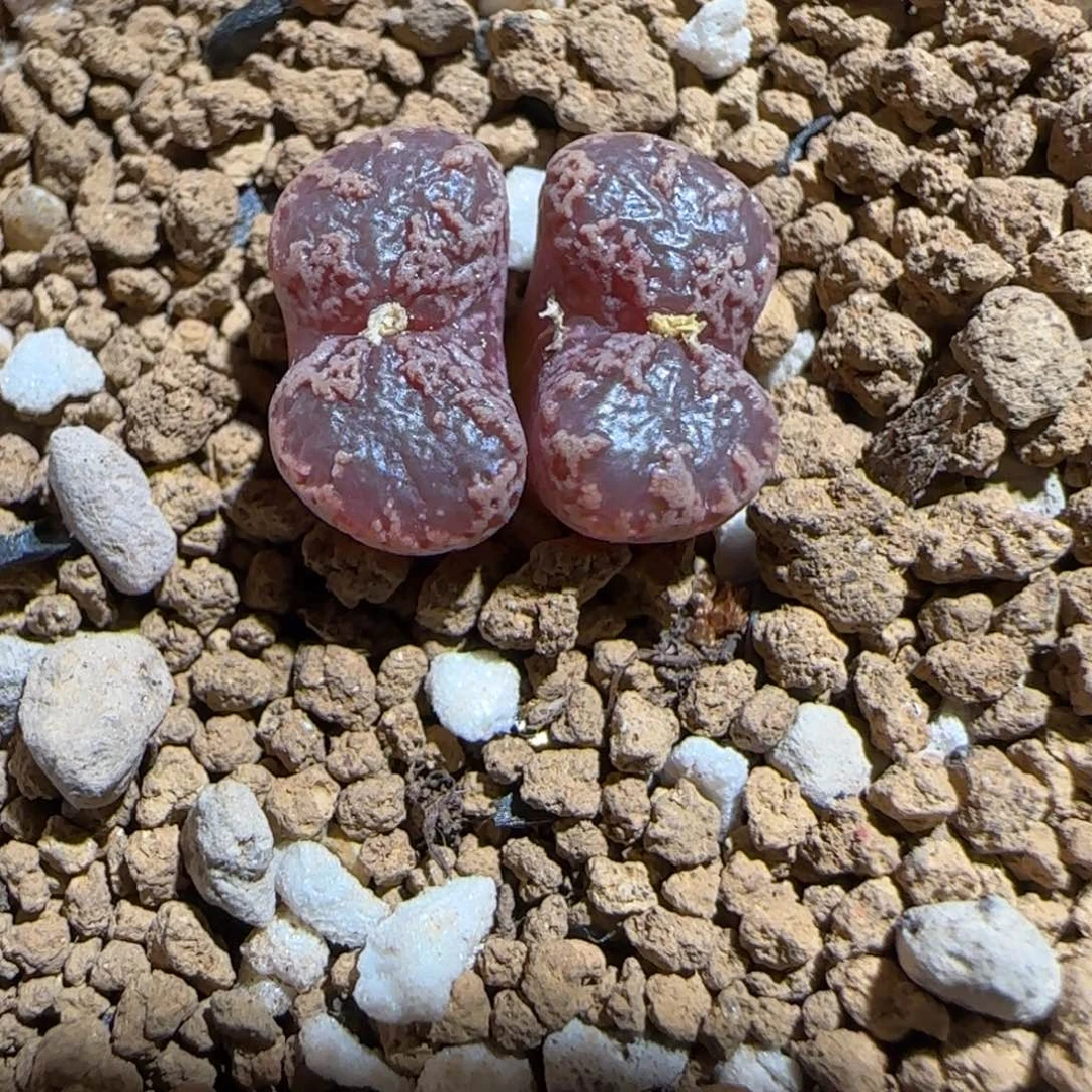 肉锥多肉植物组合-3km勋章900