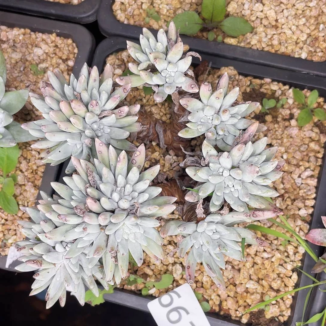 豆豆老桩多头6610