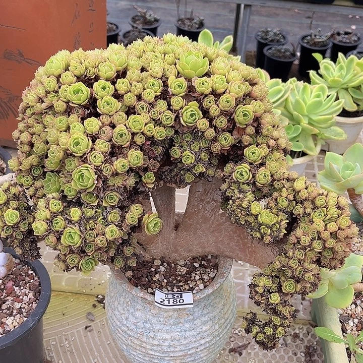 ****水玫瑰法师缀2180多肉植物