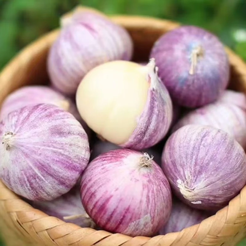 贵州高山大蒜头独头蒜新鲜红皮大蒜2025农家自种小香蒜农家爆香蒜