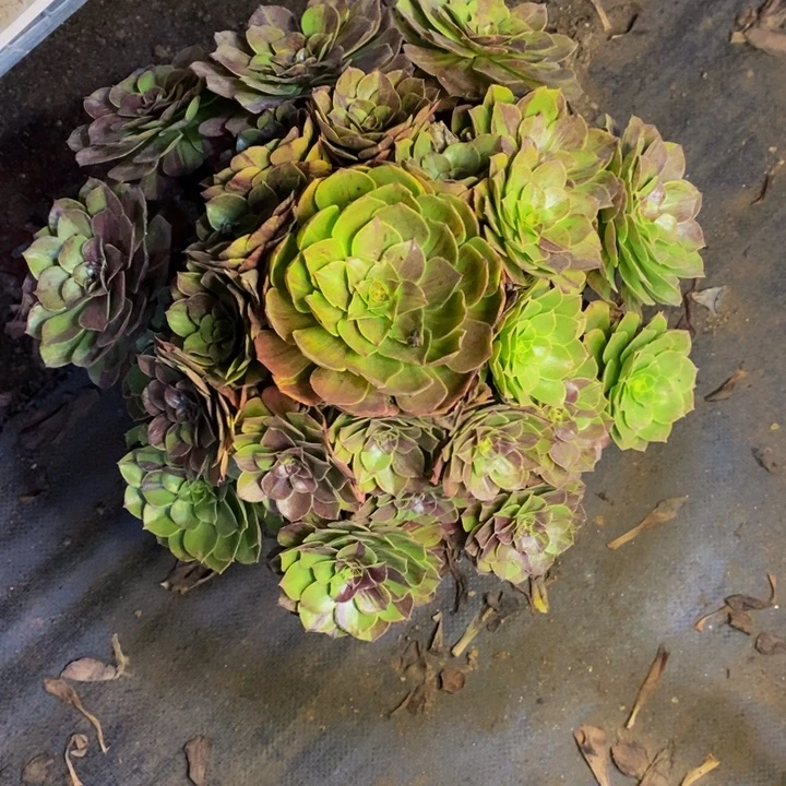花月夜多肉断头不包1174