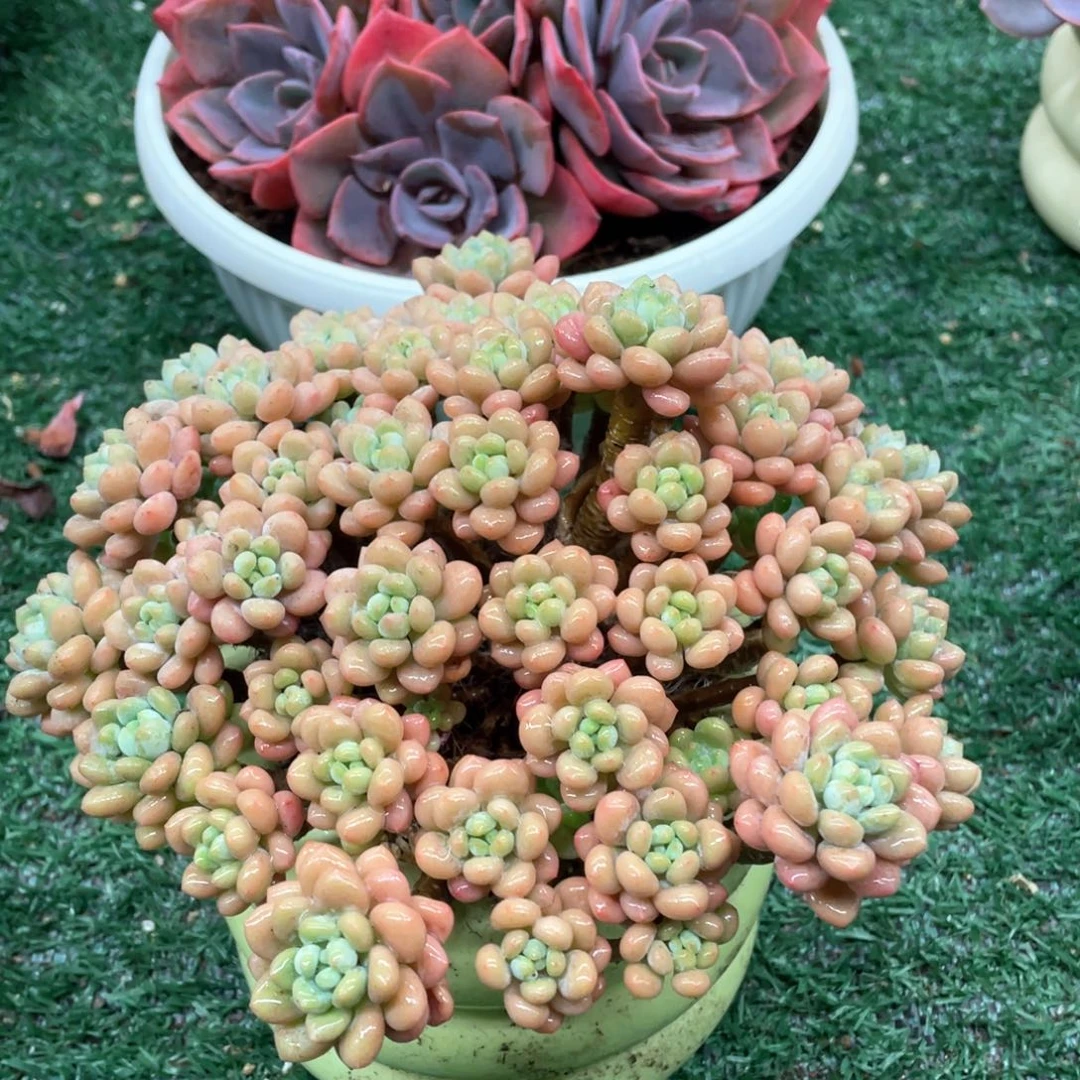 达芙妮一物一拍28包邮非偏远