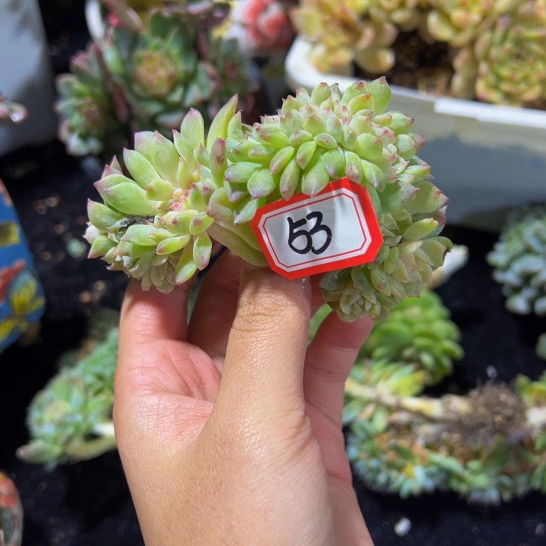 枫叶冰魄缀微瑕 天天开心