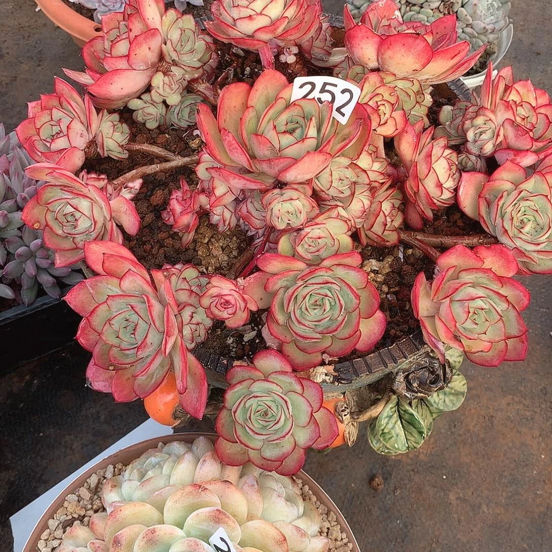 252牡丹亭 一物一拍多肉