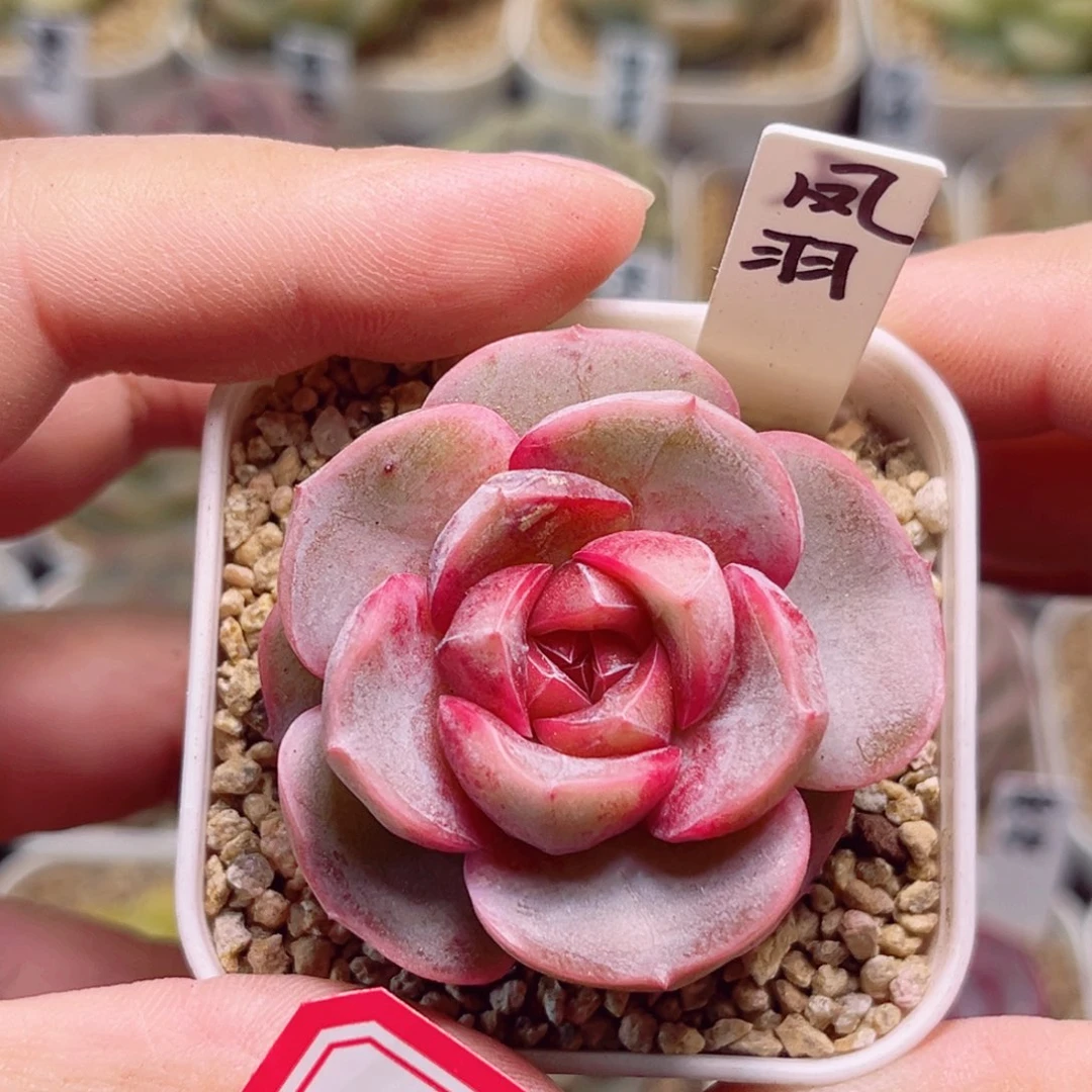 A866一物一拍 凤羽