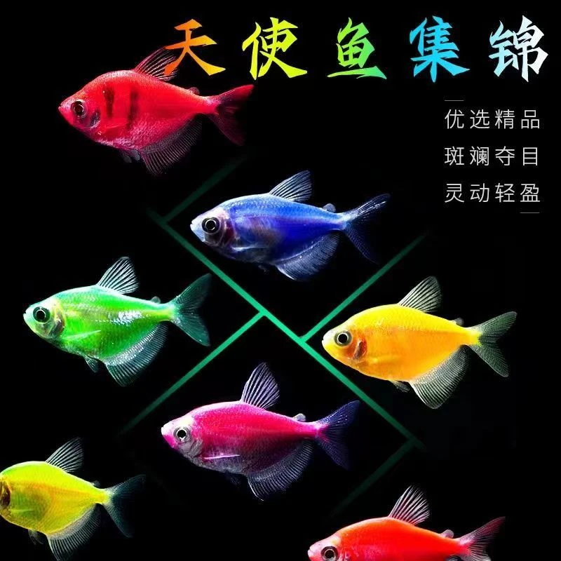 天使鱼色彩缤纷好看好养可混养孔雀鱼灯科鱼观赏鱼热带鱼批量