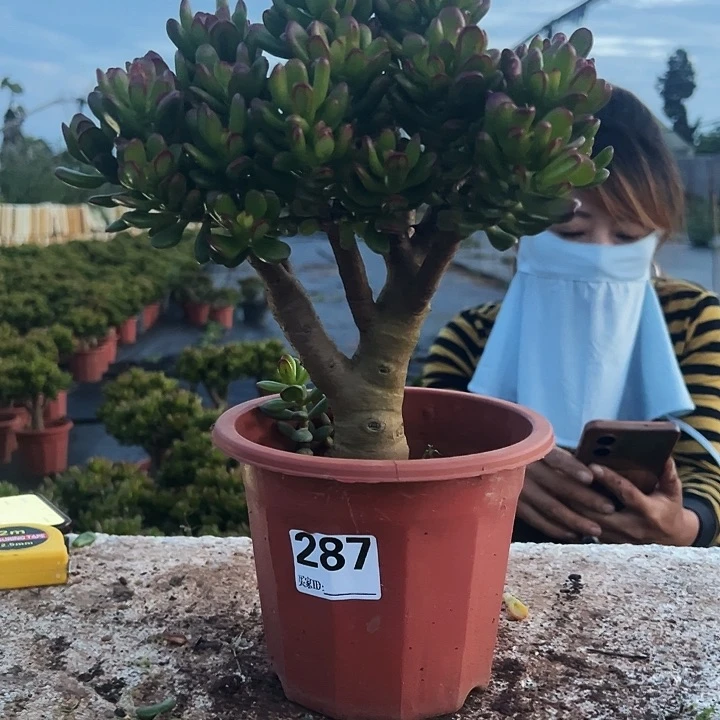 287招财猫不带盆一物一拍