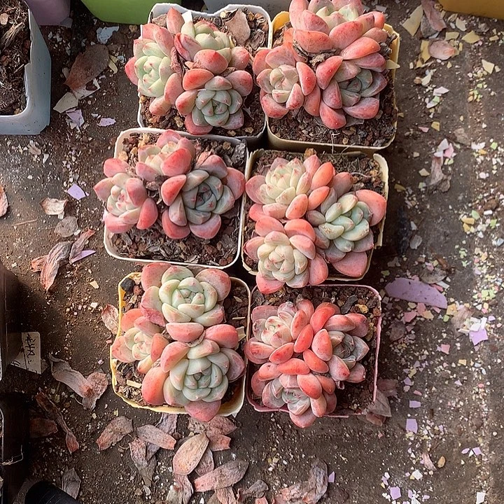 6颗3头冰玉杂脱土发货