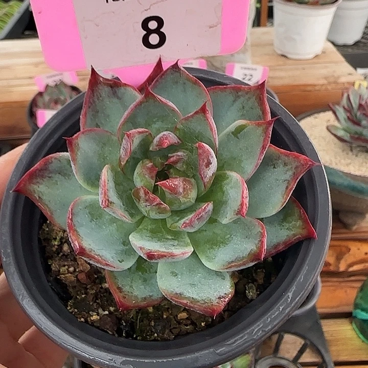 8 惊鸿仙子多肉植物