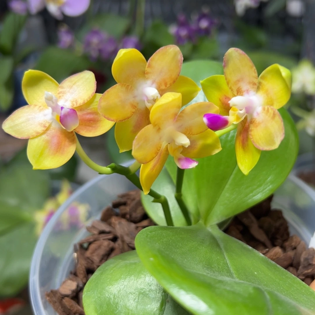 大部分开放少量花苞