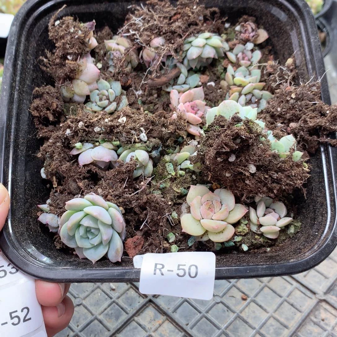 无花朵R50英语英语英语英语