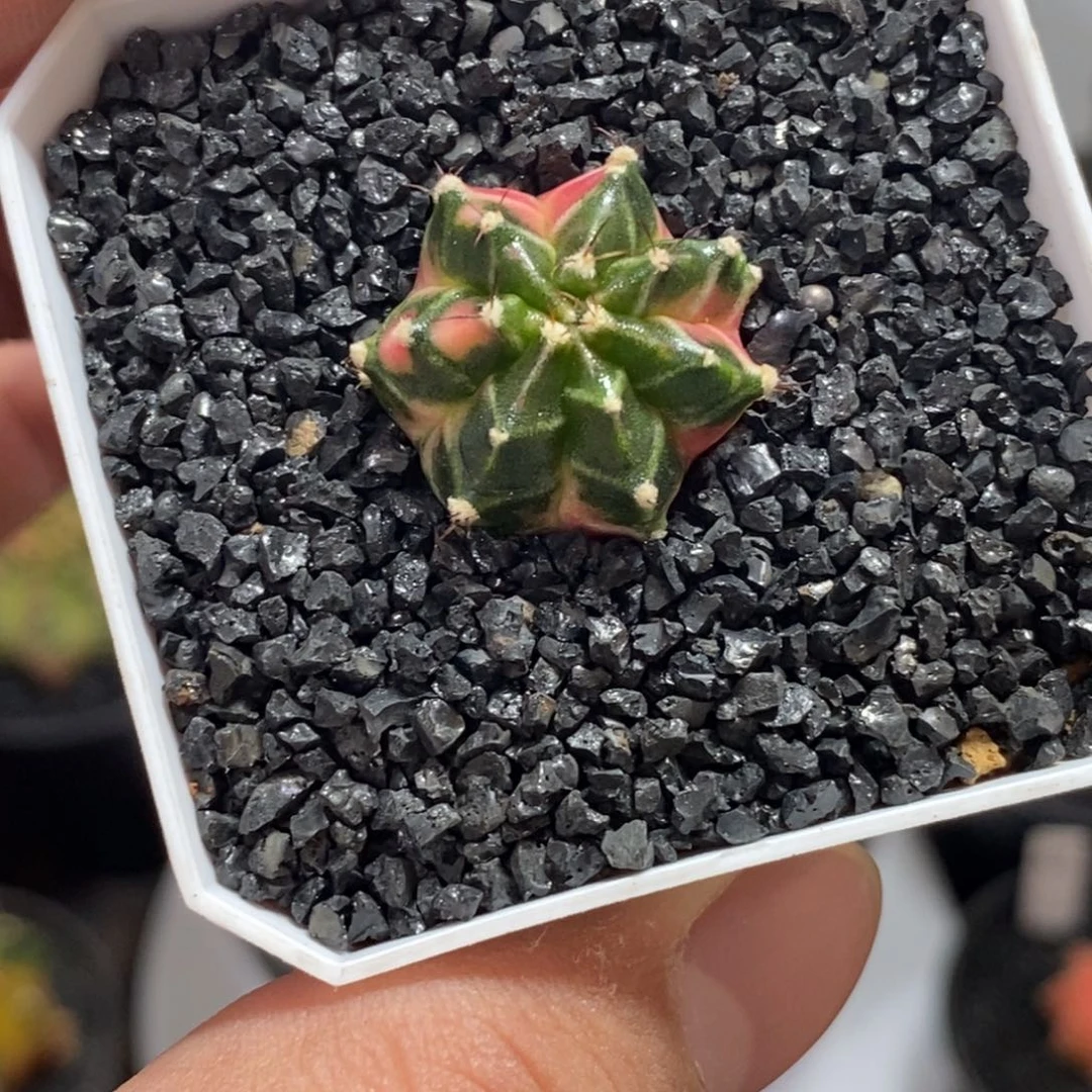 泰系侧芽—带盆土发货43