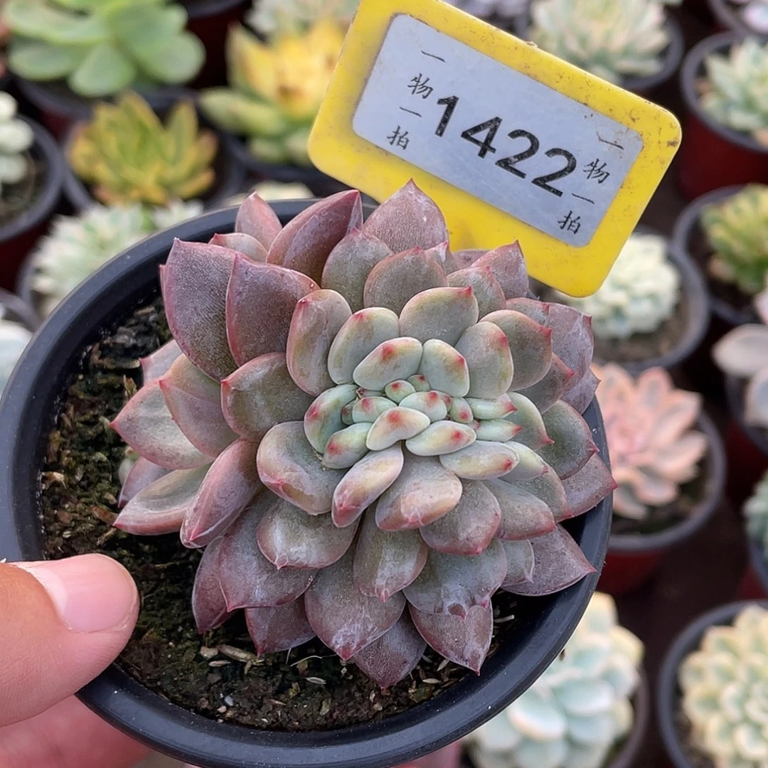 ****g1422号多肉植物盆栽