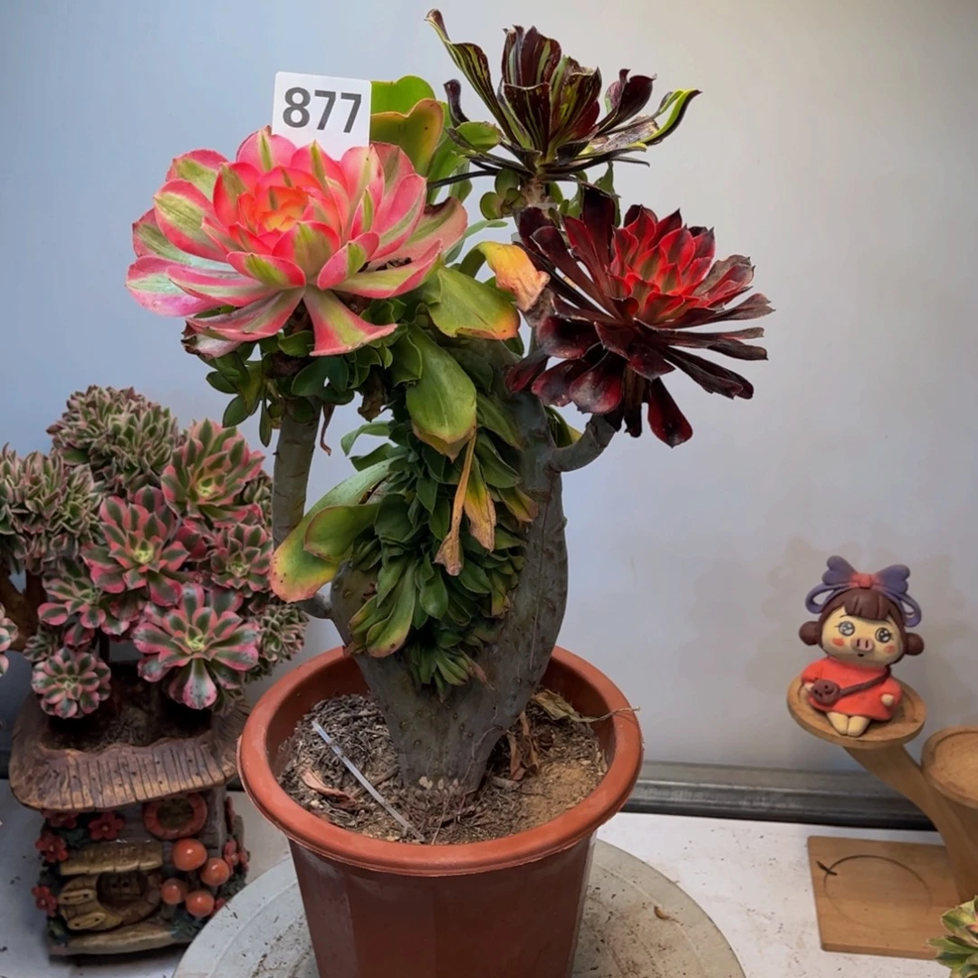 多肉植物嫁接877法师