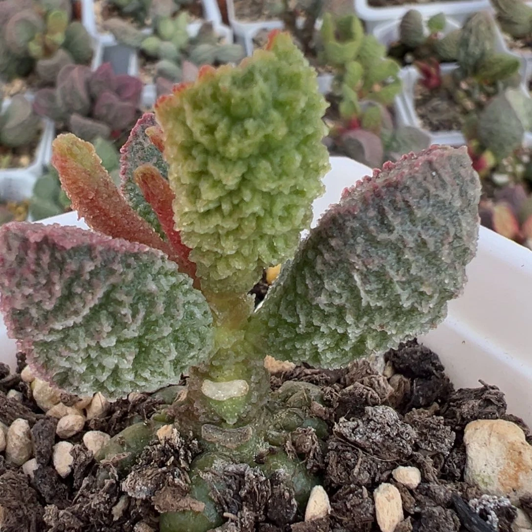 实生新品单头纯木质桩多肉植物