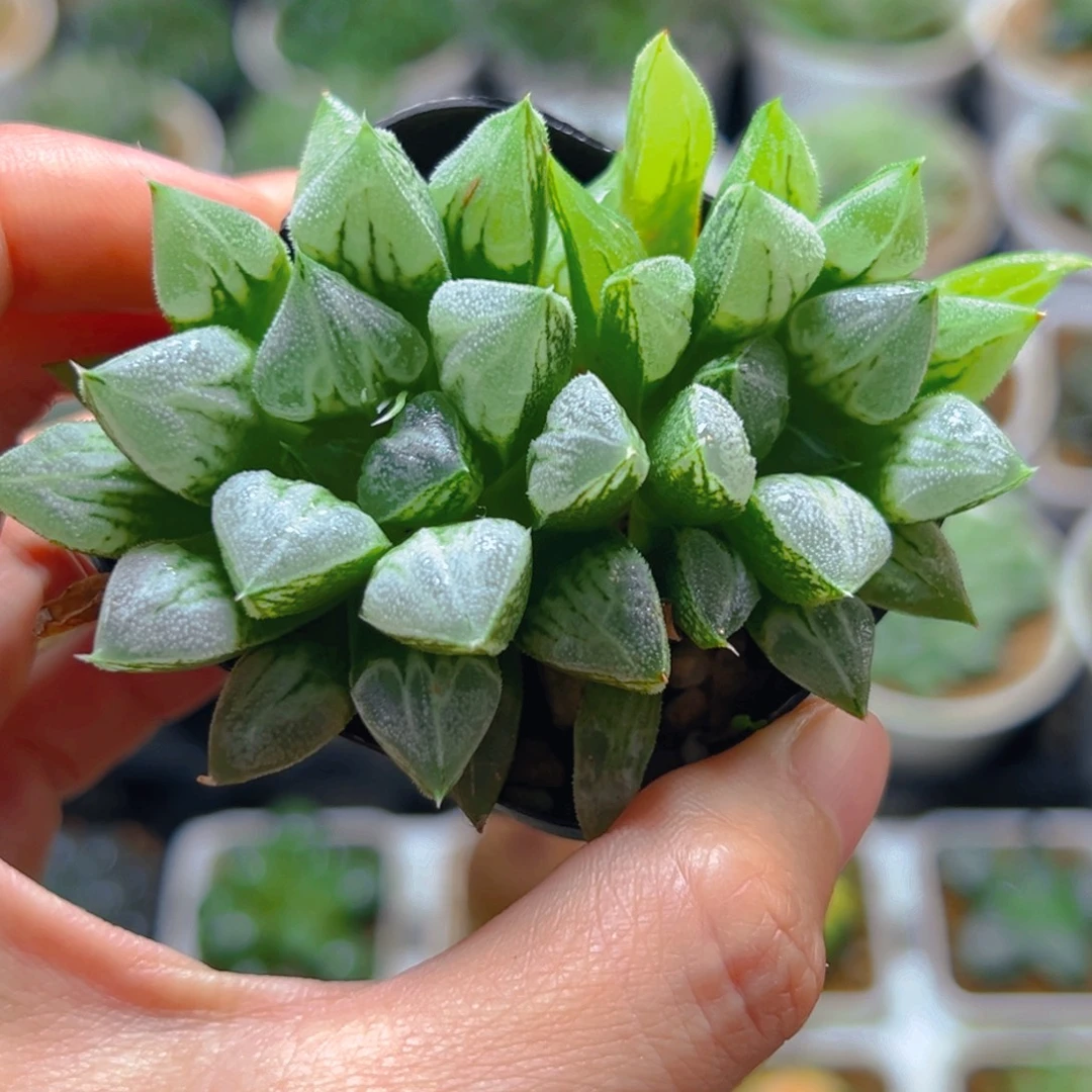 双头爱心寿多肉多肉