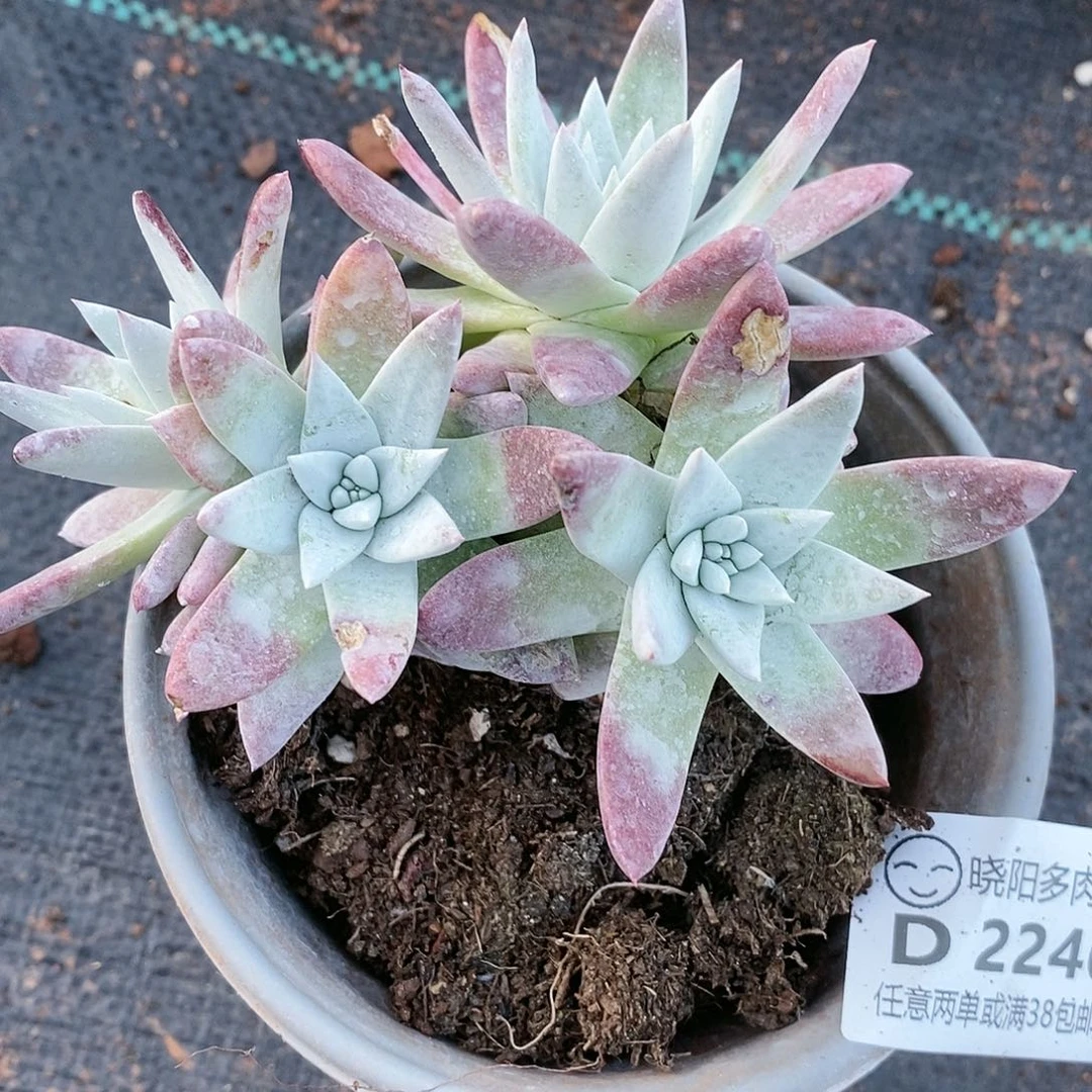 【闪购商品】?****?哈哈哈苹果叶多肉2246