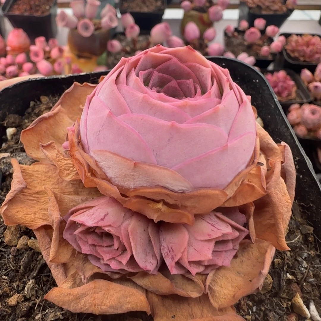 Y933半城玫瑰蓝珊瑚