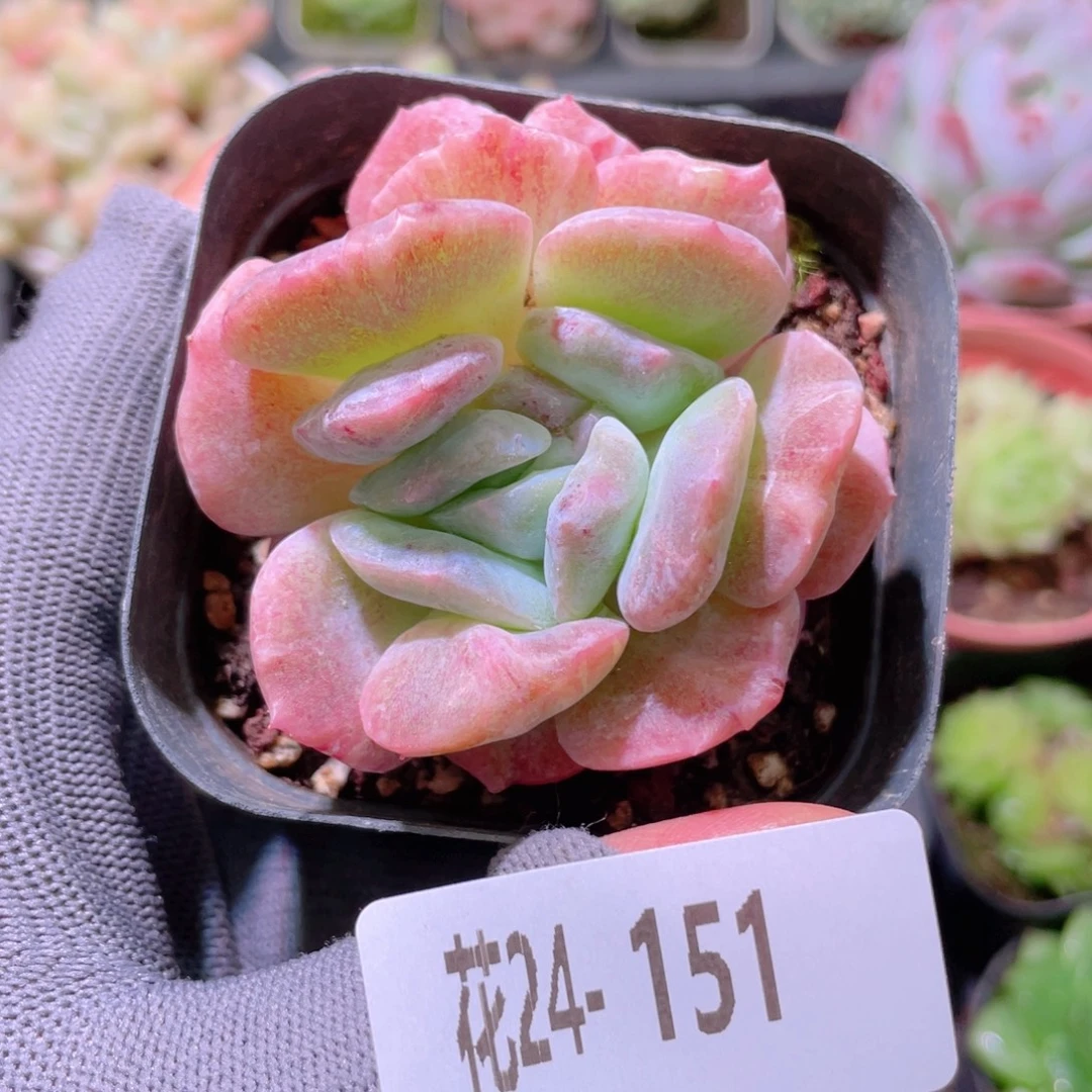 花利美24-151新品