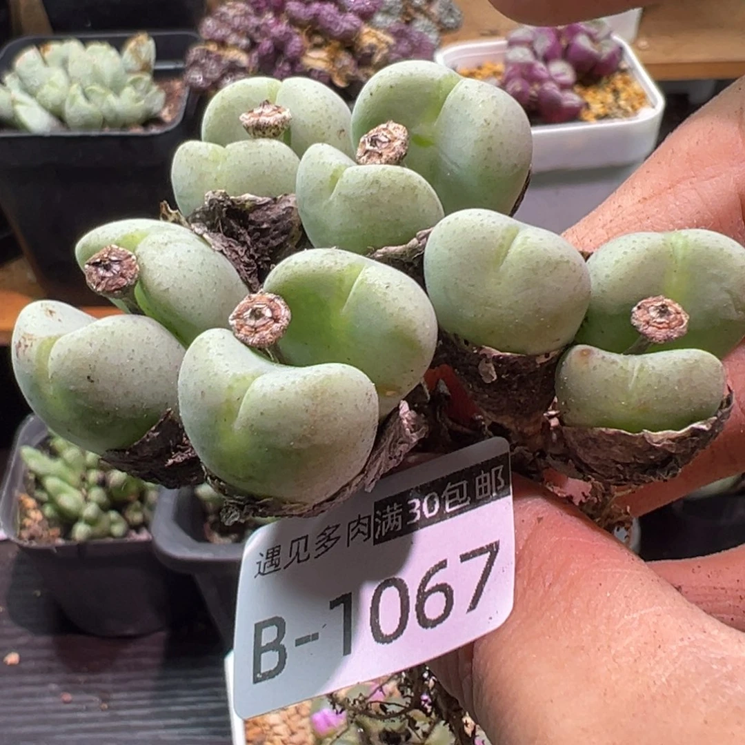 多肉植物1111111111111