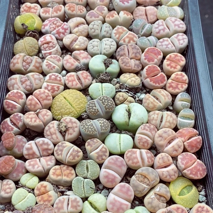 青*萌我是一只小小鸟地域鬼的084