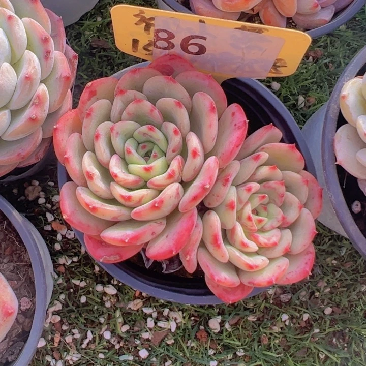 健健康康平平安安