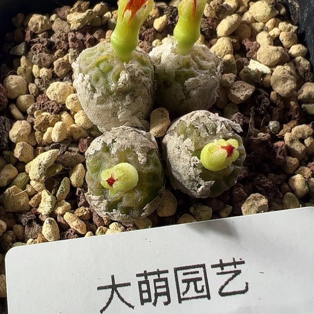 一物一拍。          脱土发。  116