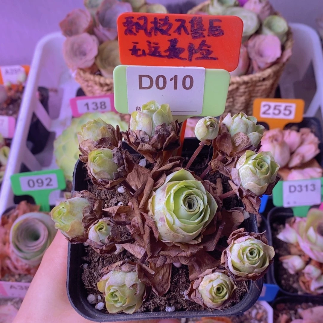 飘枝玫瑰一物一拍D010